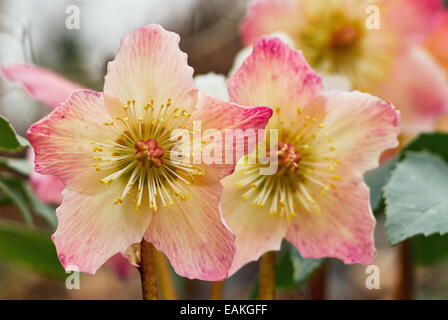 Gruppo di multi-colore hellebores cresciuto in inverno Foto Stock