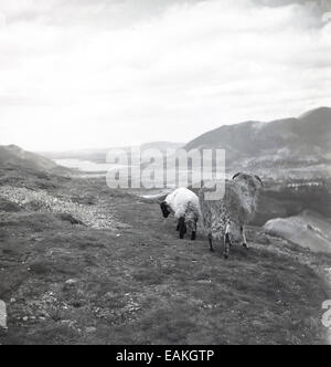 Anni '1950, storico, due pecore, un pecora e il suo agnello nell'alta brughiera nel Peak District, Inghilterra, Regno Unito. Foto Stock