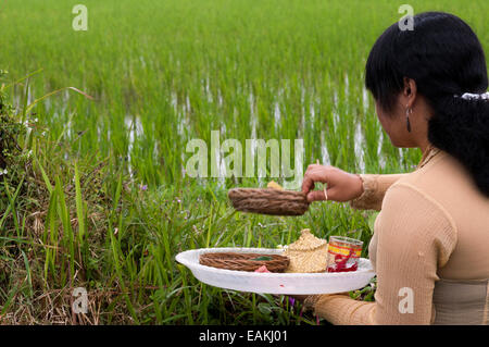 Campo di riso si trova intorno al Kaki Gunung tempio nel centro dell'isola vicino alla città di Bangli. Ubud. Bali. Esso Tegelelang Foto Stock