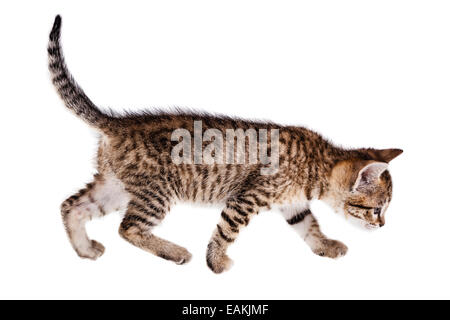 Un grazioso piccolo gattino isolate su un puro sfondo bianco Foto Stock