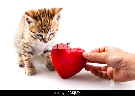 Un grazioso piccolo gattino isolate su un puro sfondo bianco Foto Stock