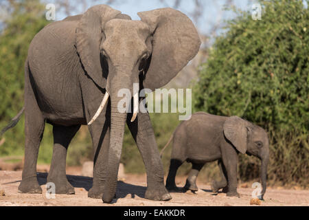 Elephant con Baby fiume Chobe Kasane Foto Stock