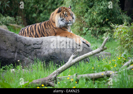 Tigre maschio in lo Zoo di Rotterdam in Olanda, Paesi Bassi. Foto Stock