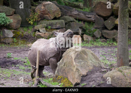 Baby grande rinoceronte indiano (Rhinoceros unicornis) graffiare il mento in lo Zoo di Rotterdam (il Diergaarde Blijdorp) in Olanda, Antille Foto Stock