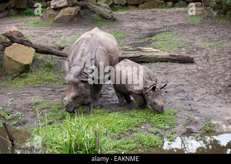 Grande rinoceronte indiano (Rhinoceros unicornis), madre con bambino in Zoo di Rotterdam (il Diergaarde Blijdorp) Holland, Paesi Bassi Foto Stock