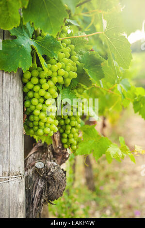 Bellissimi vigneti in Chianti, Italia Foto Stock