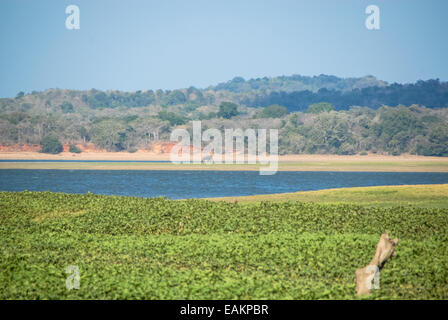 Elefanti a minneryia parco nazionale in Sri lanka Foto Stock