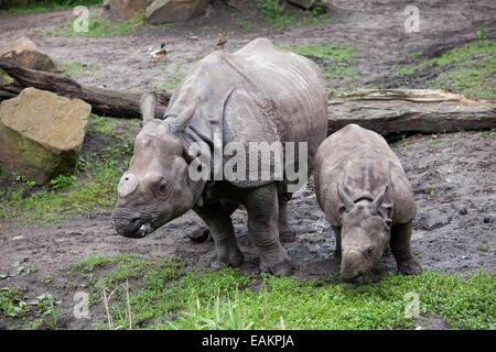 Grande rinoceronte indiano (Rhinoceros unicornis), madre con bambino in Zoo di Rotterdam (il Diergaarde Blijdorp) in Olanda, Nether Foto Stock