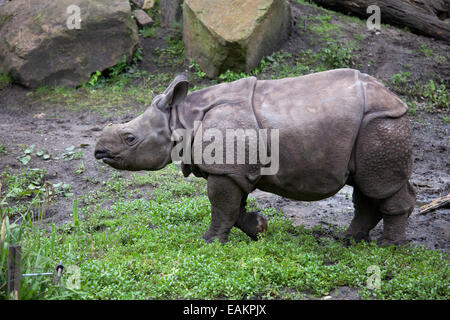 Baby grande rinoceronte indiano (Rhinoceros unicornis) in lo Zoo di Rotterdam (il Diergaarde Blijdorp) in Olanda, Paesi Bassi. Foto Stock