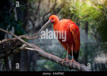 Scarlet Ibis (Eudocimus ruber) in lo Zoo di Rotterdam (il Diergaarde Blijdorp) in Olanda, Paesi Bassi. Foto Stock