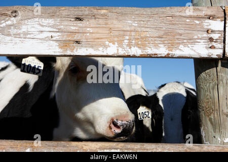 Mucca guardando attraverso la recinzione in legno in bovini da carne allevamento saskatoon Saskatchewan Canada Foto Stock