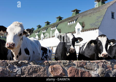 Bovini da carne allevamento nella parte anteriore di un tradizionale granaio canadese di Saskatoon Saskatchewan Canada Foto Stock