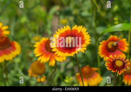 Feral Indian blanket fiore in un giardino estivo Foto Stock