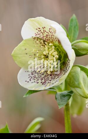 Rosa quaresimale (Helleborus orientalis) Foto Stock