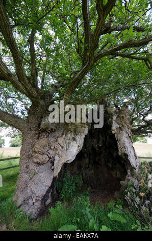 La Queen Elizabeth 1 Oak. Cowdray Park, Midhurst, Sussex, Regno Unito. Uno dei cinquanta grandi alberi britannico. Rovere [Quercus petraea] Foto Stock