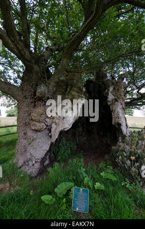 La Queen Elizabeth 1 Oak. Cowdray Park, Midhurst, Sussex, Regno Unito. Uno dei cinquanta grandi alberi britannico. Rovere [Quercus petraea] Foto Stock