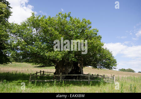 La Queen Elizabeth 1 Oak. Cowdray Park, Midhurst, Sussex, Regno Unito. Uno dei cinquanta grandi alberi britannico. Rovere [Quercus petraea] Foto Stock