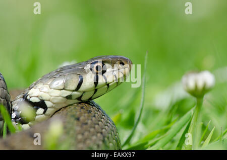 Biscia, Natrix natrix nella prateria, Sussex, Regno Unito. Luglio. scorrere la linguetta, degustazione il profumo nell'aria. Foto Stock