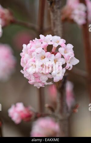 Inverno viburnum (viburnum x bodnantense 'dawn') Foto Stock