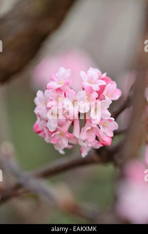 Inverno viburnum (viburnum x bodnantense 'dawn') Foto Stock