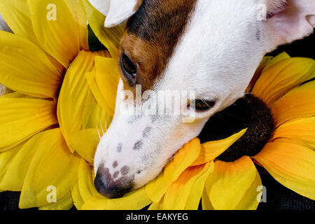 Grazioso piccolo cane triste che giace con la sua testa su giallo grandi fiori Foto Stock