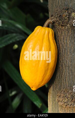 Albero di cacao (Theobroma cacao) Foto Stock