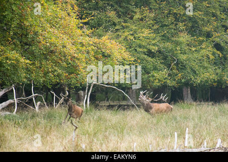 Maschio rosso cervo cervus elaphus, muggito e a caccia di femmine in una foresta in autunno Foto Stock