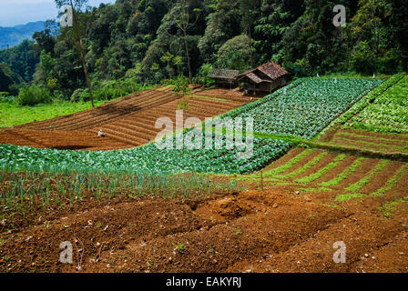 Cavolo farmland vicino villaggio Sarongge, appena fuori Gede Pangrango National Park, Indonesia. Foto Stock