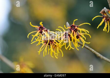 Il cinese amamelide (hamamelis mollis 'brevipetala') Foto Stock