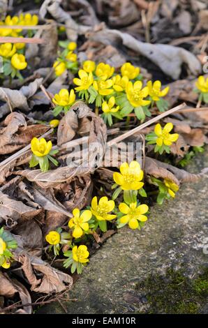 Aconitum invernale (eranthis hyemalis) Foto Stock