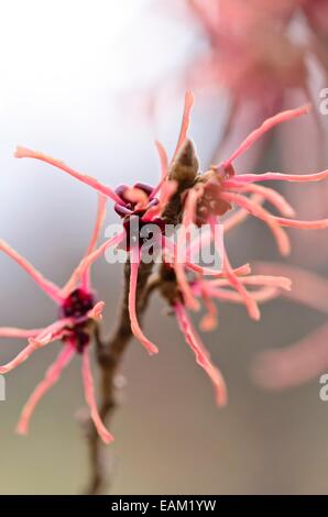 Il cinese amamelide (hamamelis mollis 'feuerzauber') Foto Stock