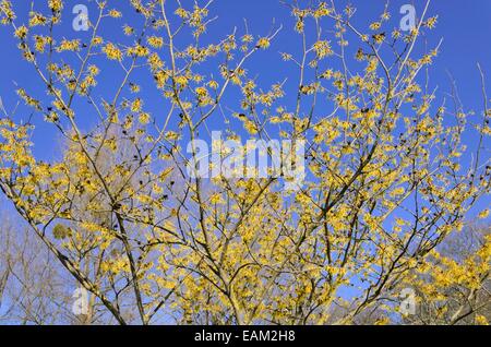 Il cinese amamelide (hamamelis mollis) Foto Stock