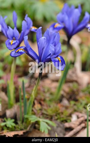 Nana (iris Iris reticulata) Foto Stock