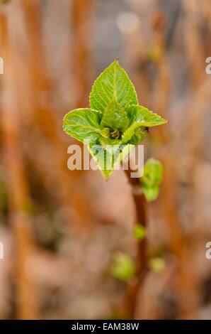 Mountain ortensia (Hydrangea serrata) Foto Stock