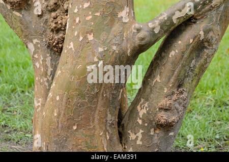 Il persiano ironwood (parrotia persica) Foto Stock