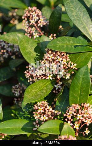 Skimmia giapponese (skimmia japonica) Foto Stock