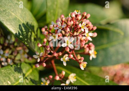 Skimmia giapponese (skimmia japonica) Foto Stock