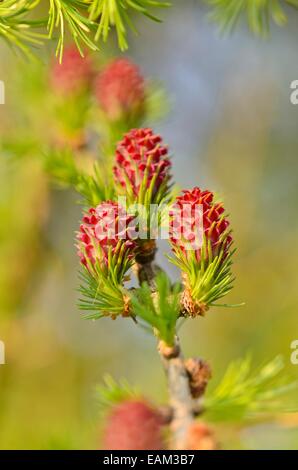 Unione larice (Larix decidua) Foto Stock