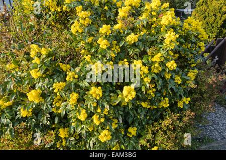 Oregon uva (Mahonia aquifolium) Foto Stock