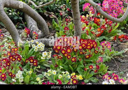 Vero oxlip (primula elatior) Foto Stock