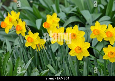 Daffodil (Narcissus pinza) Foto Stock