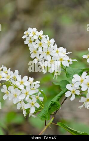 Bird ciliegio (Prunus padus) Foto Stock