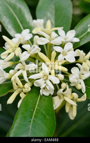 Giapponese mock-arancione (pittosporum tobira) Foto Stock