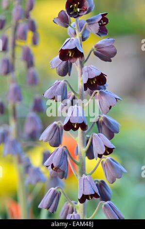 Il persiano campane (fritillaria persica) Foto Stock