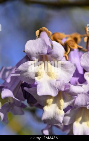 Foxglove tree (paulownia tomentosa) Foto Stock