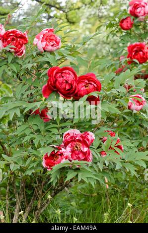 Tree peonia (Paeonia suffruticosa 'shimanishiki') Foto Stock