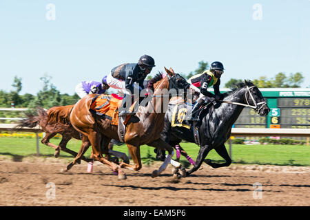 Canada,Ontario,Fort Erie, Fort Erie Race Track, cavallo di razza Foto Stock