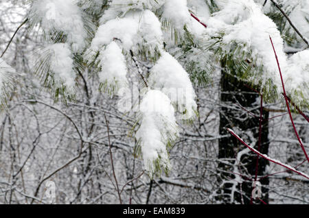 Il ramo di pino sotto il bianco della neve Foto Stock