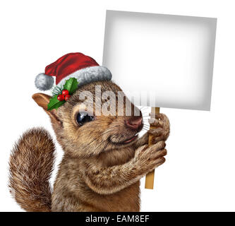 Scoiattolo vacanze indossando un Babbo Natale con cappello di agrifoglio e bacche rosse tenendo un'intestazione vuota segno con copia spazio come un regalo di Natale anno nuovo banner o inverno celebrazione messaggio. Foto Stock