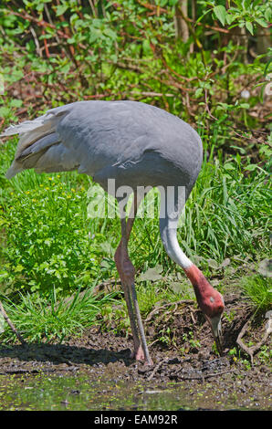 Gru Sarus (Grus antigone) Foto Stock